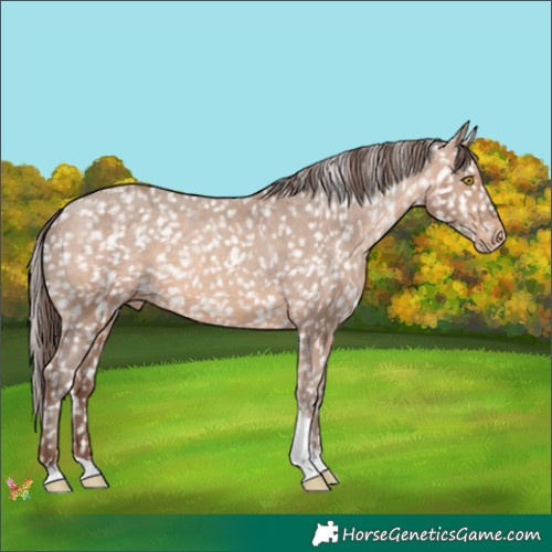 Horse Color:Sable Champagne Tobiano Appaloosa 