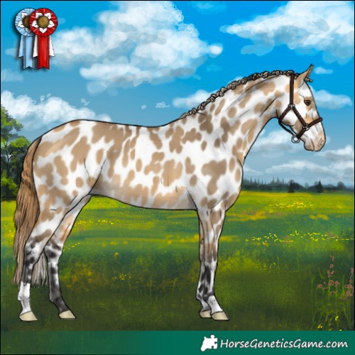 Horse Color:Buckskin Dun Near Leopard 