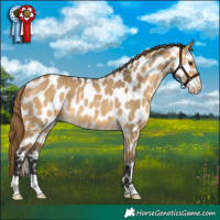 Horse Color:Buckskin Dun Appaloosa 