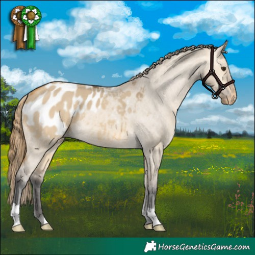 Horse Color:Buckskin Dun Appaloosa 