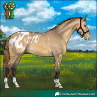 Horse Color:Buckskin Dun Appaloosa 
