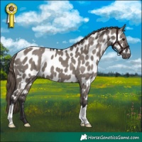 Horse Color:Smoky Grullo Near Leopard