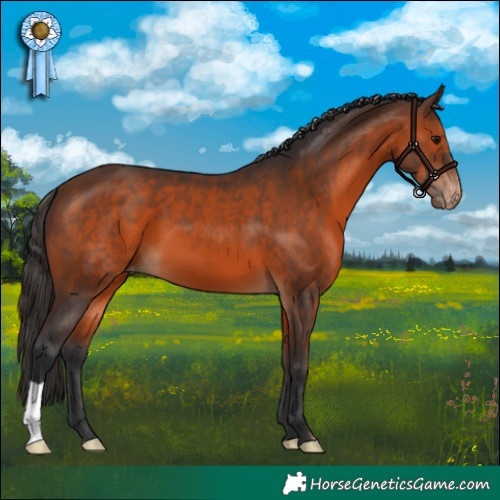 Horse Color:Brown Appaloosa 