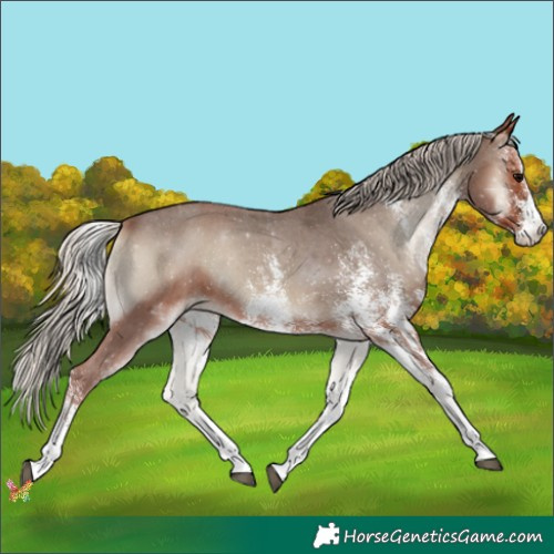 Horse Color:White Spotted Silver Blue Onyx Appaloosa 