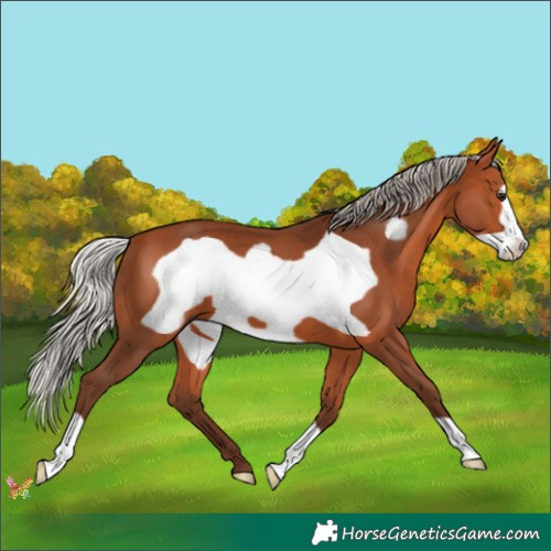 Horse Color:Silver Bay Frame 