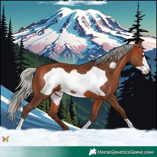 Horse Color:Silver Bay Frame 