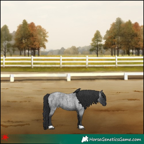 Horse Color:Blue Roan 