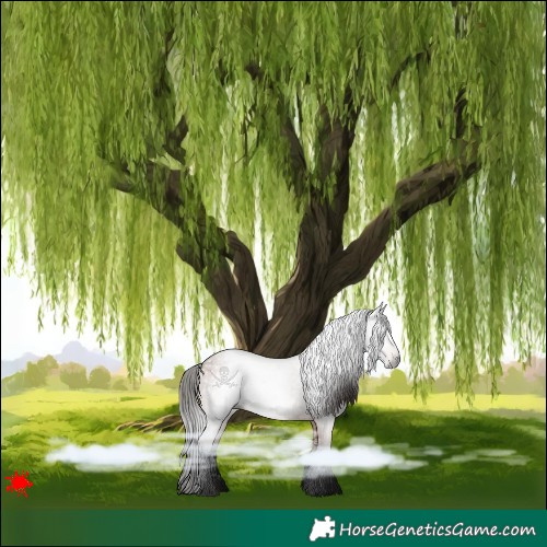 Horse Color:Gray Bay Roan