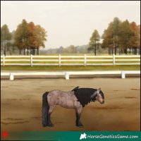 Horse Color:Gray Bay Roan 