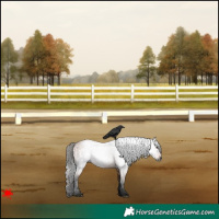 Horse Color:Gray Bay Roan
