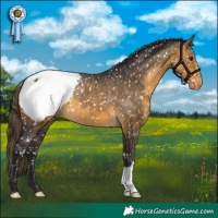 Horse Color:Buckskin Snowcap