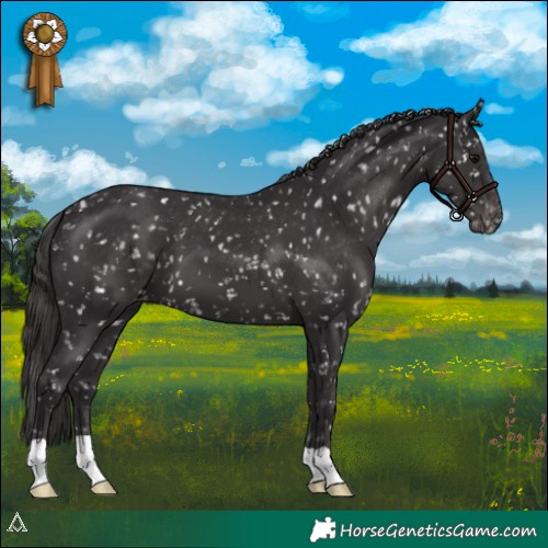 Horse Color:Smoky Black Appaloosa 