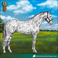 Horse Color:Smoky Black Appaloosa