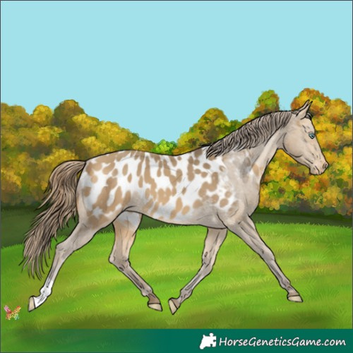 Horse Color:Sable Cream Champagne Appaloosa 