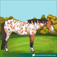 Horse Color:Bay Appaloosa