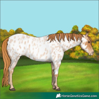 Horse Color:Red Roan Appaloosa 
