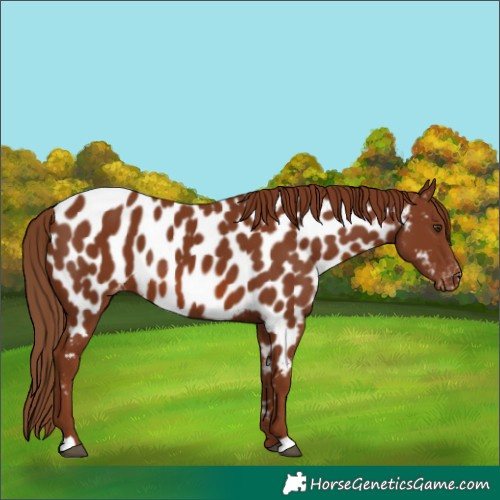 Horse Color:Chestnut Appaloosa 