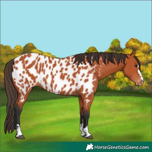 Horse Color:Bay Near Leopard 