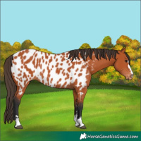 Horse Color:Bay Near Leopard 