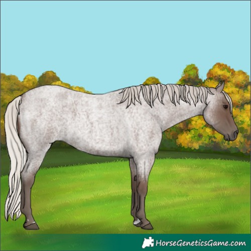 Horse Color:Silver Blue Roan 