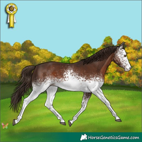 Horse Color:White Spotted Liver Chestnut 