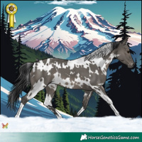 Horse Color:White Spotted Grullo 