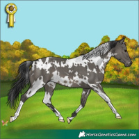 Horse Color:White Spotted Grullo