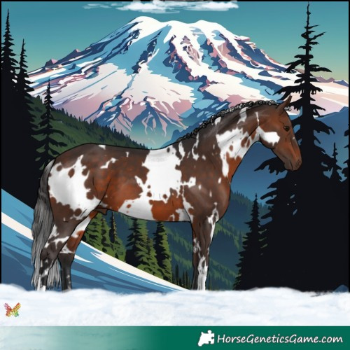 Horse Color:White Spotted Brown 