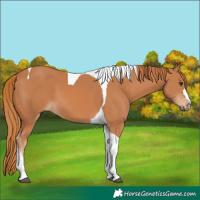 Horse Color:Chestnut Tobiano 