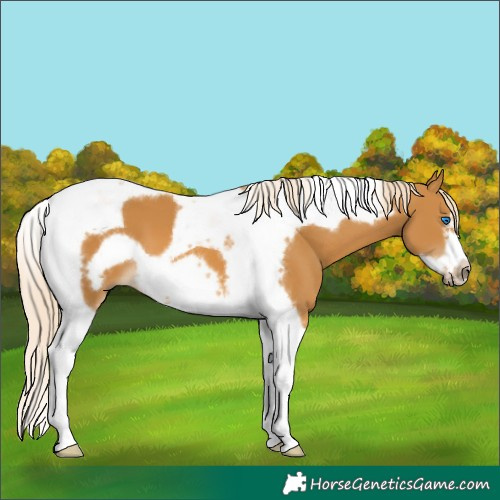 Horse Color:Palomino Tobiano Frame 