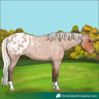 Horse Color:Silver Bay Roan Appaloosa 