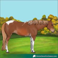 Horse Color:Chestnut Tobiano 