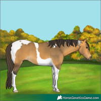 Horse Color:Buckskin Tobiano 