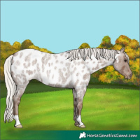 Horse Color:Silver Blue Roan Appaloosa 