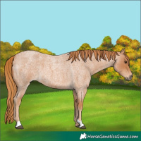 Horse Color:Red Roan 