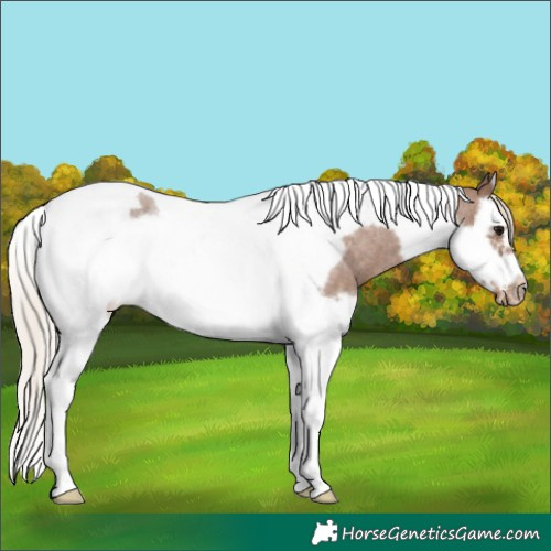 Horse Color:Silver Blue Roan Splash Tobiano Frame Varnish 
