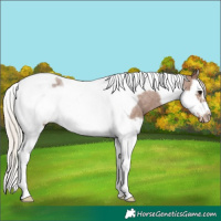 Horse Color:Silver Blue Roan Splash Tobiano Frame Varnish 