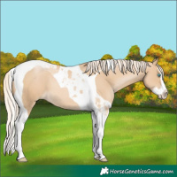 Horse Color:Palomino Pearl Splash Tobiano 