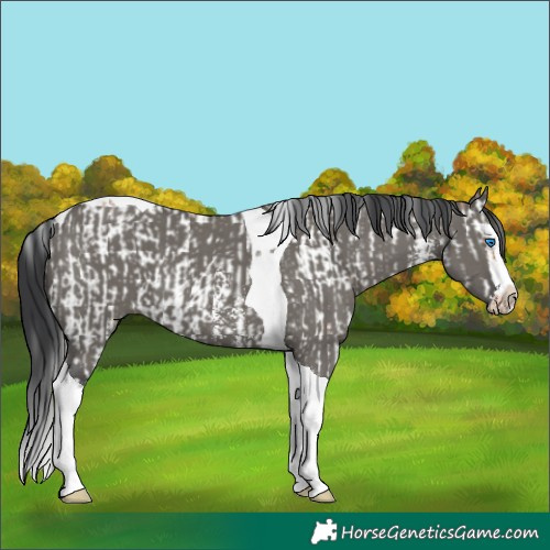 Horse Color:Silver Grullo Sabino Splash Tobiano Frame  and Grullo Sabino Splash Tobiano 