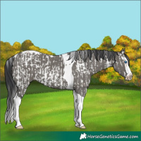 Horse Color:Silver Grullo Sabino Splash Tobiano Frame  and Grullo Sabino Splash Tobiano 