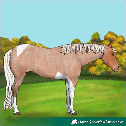 Horse Color:Silver Bay Roan Tobiano Varnish 