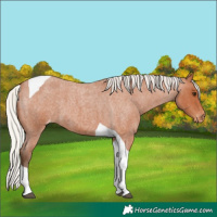 Horse Color:Silver Bay Roan Tobiano Varnish 