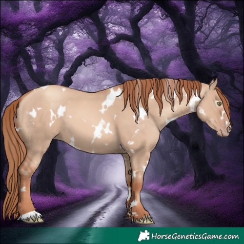 Horse Color:White Spotted Gold Champagne Dun 