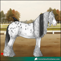 Horse Color:White Spotted Black Appaloosa