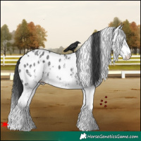 Horse Color:White Spotted Black Appaloosa 