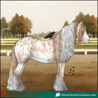 Horse Color:White Spotted Red Dun Appaloosa 