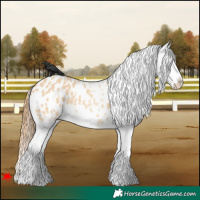Horse Color:White Spotted Red Dun Appaloosa