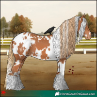 Horse Color:White Spotted Chestnut Appaloosa