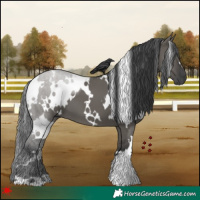 Horse Color:White Spotted Grullo