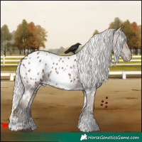 Horse Color:White Spotted Silver Black Appaloosa 